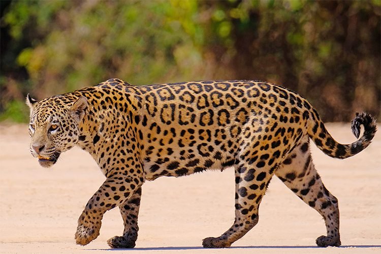 Jaguar