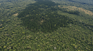 Invasão biológica de árvores pinus em vegetação nativa